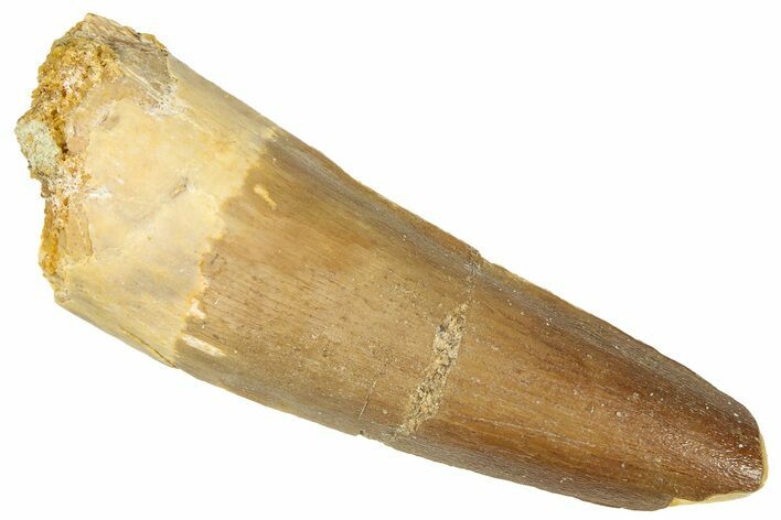 Fossil Spinosaurus Tooth - Real Dinosaur Tooth #301296